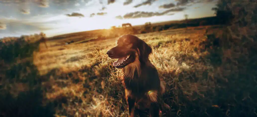 ¿Cómo superar la muerte de un perro?