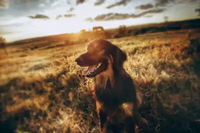 ¿Cómo superar la muerte de un perro?