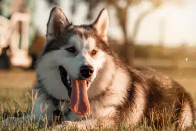 ¿Qué hacer cuando se muere un perro?