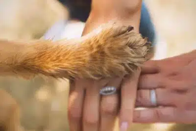 Como guardar las cenizas de tu mascota en casa