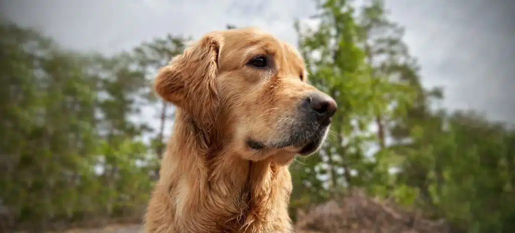 Funerales para perros