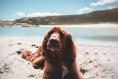 Ley bienestar animal 2023