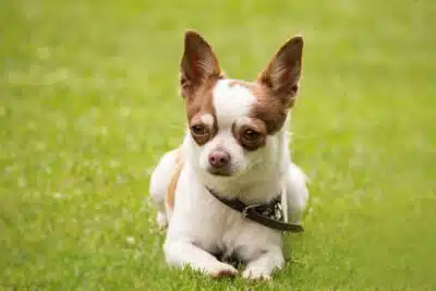 Proceso de Cremación de Mascotas