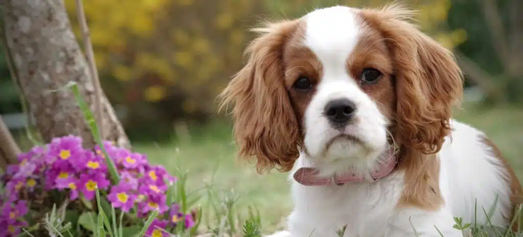 Cómo elegir un crematorio de mascotas