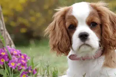 Cómo elegir un crematorio de mascotas